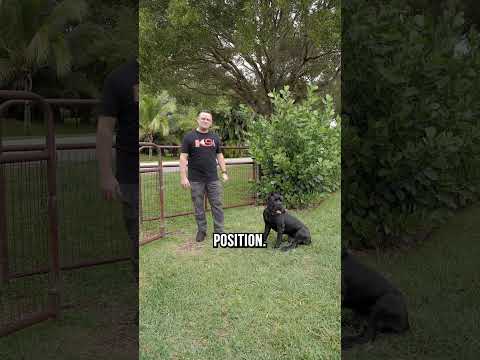 Video: Karismatisk Aussie Postman hittar perfekt sätt att hälsa hundar på hans väg