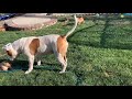 80 lb pitbull father playing with some of his 7 puppies