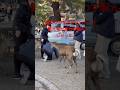 鹿にエサをあげていた観光客が思わず転んじゃった！ #zoo