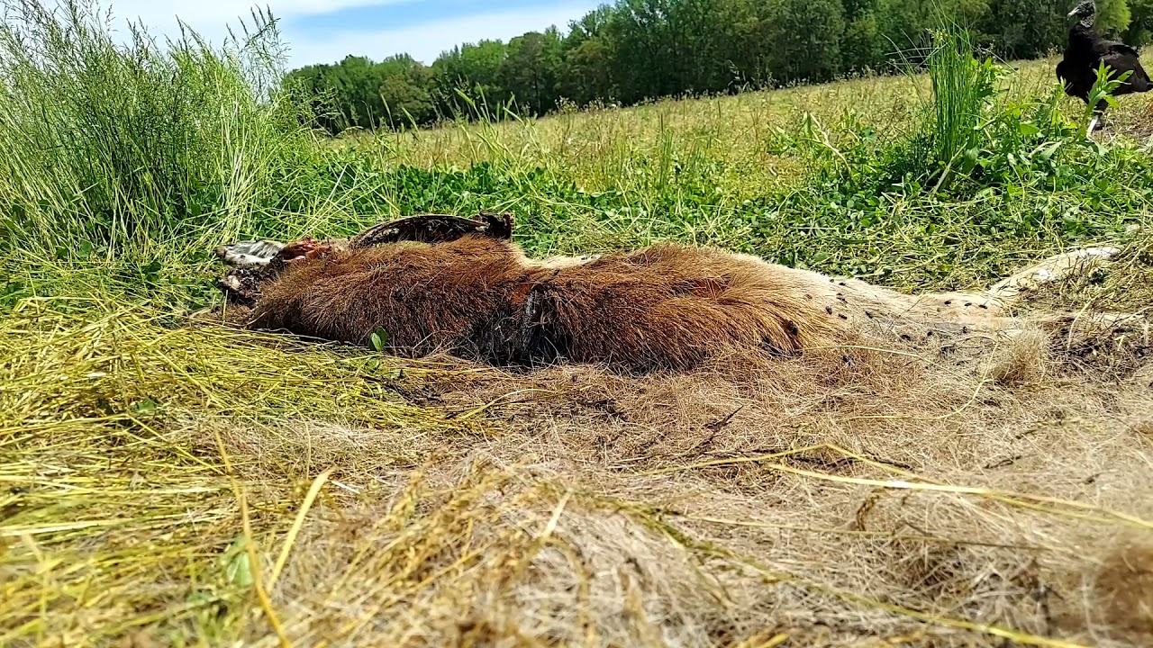 Black Vulture Eating Roadkill in Delaware 