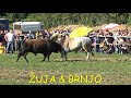 Ronaldo & Brnjo - korida Zimča 03 /10 /2021 / g