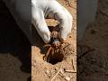 Solifuge (camel spider #youtubeshorts #shortvideo #shorts