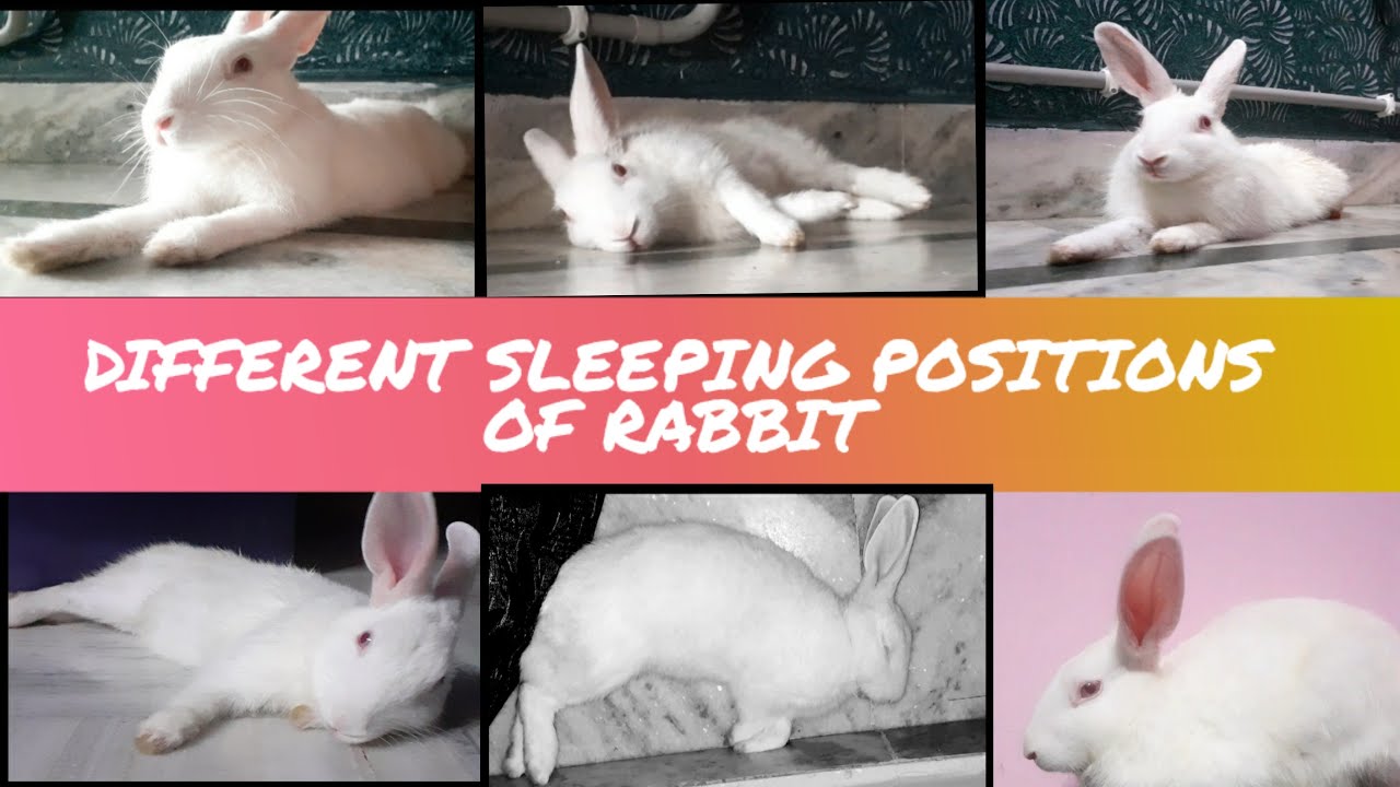 Hanging Position Rabbit Different sleeping positions of a RABBIT | THE INDIAN BUNNY | - YouTube