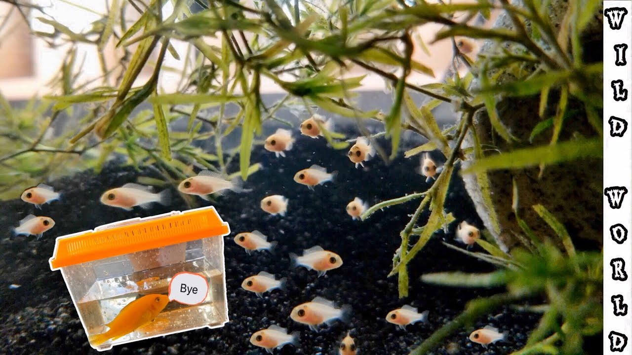 Separating Baby Fry from Mother! YouTube