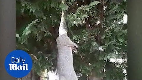 Python drags possum up a tree and devours it whole - Daily Mail