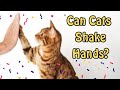 What Is The Cat Handshake?