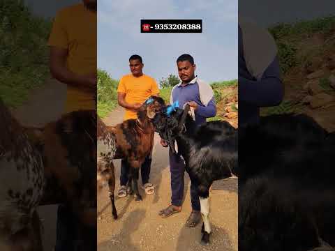 Raja Bhai Big Goats