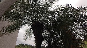 How to Prune a Pygmy Date Palm