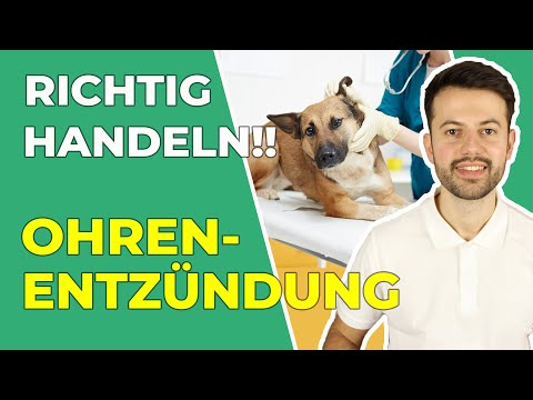 Video: Chronische Ohrenentzündung bei Hunden und Katzen