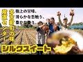 【産地便り】　多古町旬の味産直センター　シルクスイート