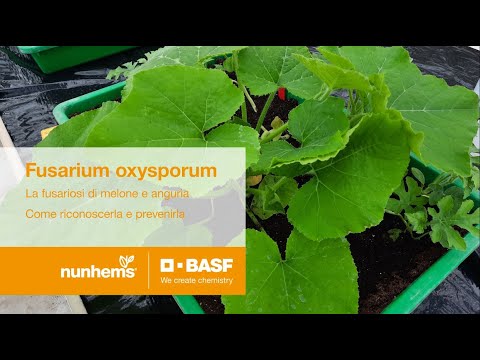 Video: Cucurbit Fusarium Fungus: riconoscere le cucurbitacee con la putrefazione del Fusarium