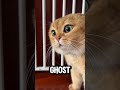 WHAT THIS CAT SAW IS TERRIFYING 👺😱 #shorts