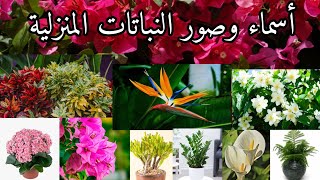 تعلم أسماء أشهر وأجمل نباتات الزينة المنزلية بالصور... مع ياسين🌵🌱🌹🌱🌵