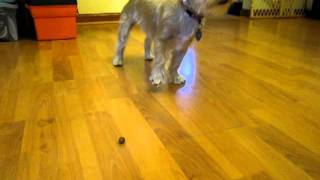 Whats wrong with the kibble?!?