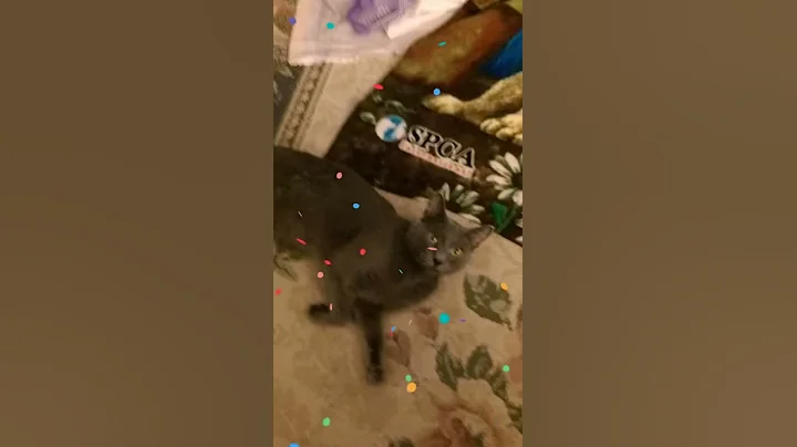 IMAG0194.mp4