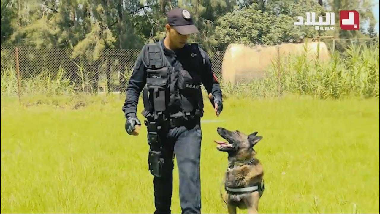 برنامج خلف الستار : روبورتاج حول فرقة الأنياب... قدرات خاصة يطورها المدربون