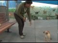 How To Get a Fearful Dog to Trust You How To Get a Fearful Dog to Trust You