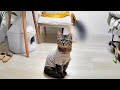 お迎えした保護猫が留守番中に初めて見守りカメラに気づいたら…