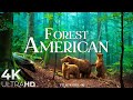 FOREST 4K 🌲 American Nature Relaxation Film - Peaceful Relaxing Music - 4k Video UltraHD