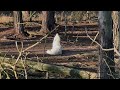 Arctic wolves pack howl 🐺Арктические волки вой стаи 🐺 
