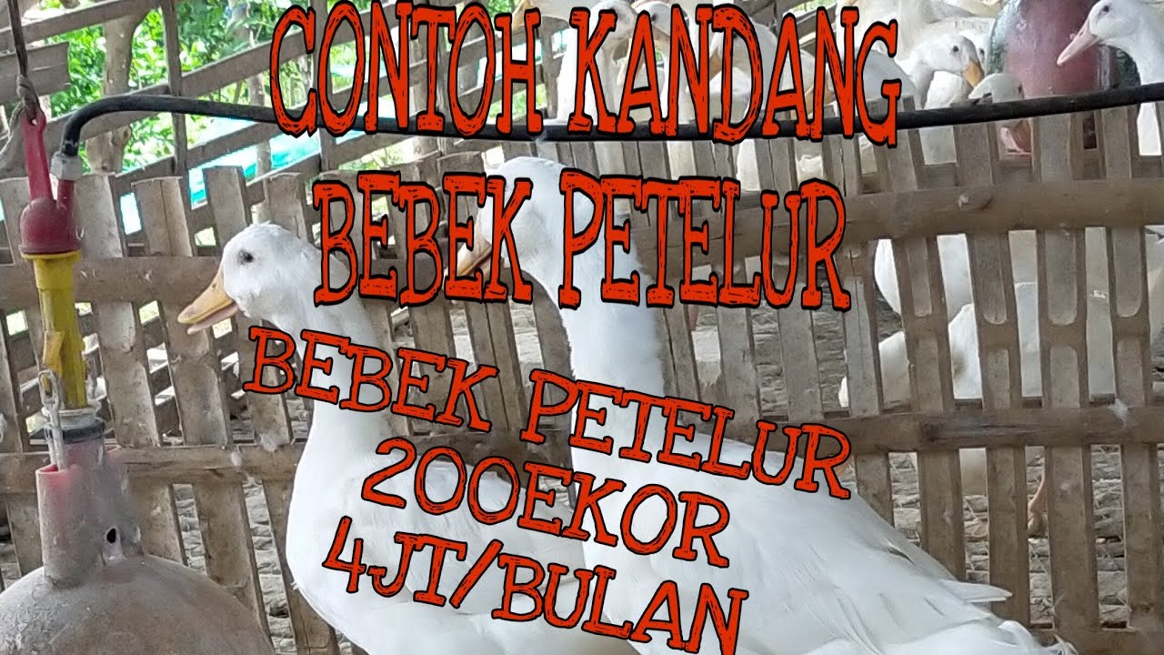 Ternak bebek petelur 200 ekor omset 4 juta/bulan 