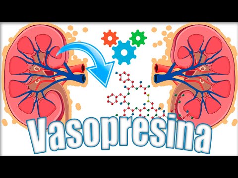 Vídeo: Hormona Antidiurética (vasopresina, ADH): Funciones, Papel En El Cuerpo