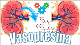 Hormona Antidiurética Adh O Vasopresina. Multiplicador Renal Por Contracorriente Fisiología