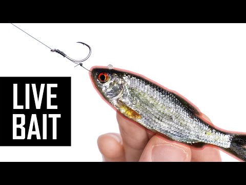 How to tie live bait ledger rig for big fish? 