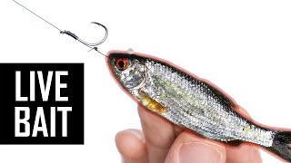 How to tie live bait ledger rig for big fish? 