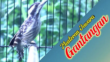 Masteran Pelatuk sampit beras super jernih panjang panjang