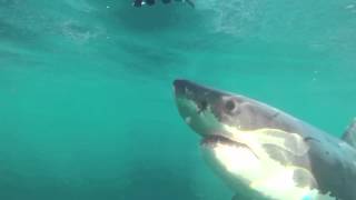 Shark cage diving,  Seal Island, South Africa