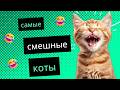 Новая весенняя подборка видео с котами 😹 Самые смешные коты 😹