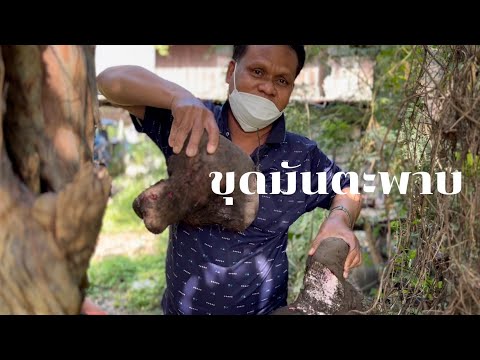ไปขุดมันตะพาบกัน(มันมือเสือ)