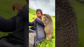 Cute Wild animal bobak marmot or prairie dog 240 #animal #animals #marmot #cute #wildanimals