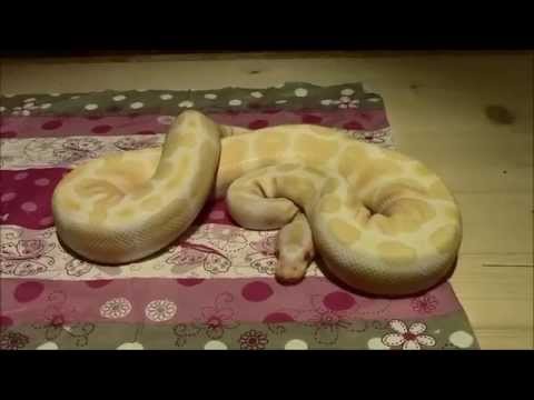 Ball Python Morph TV Folge 1 - Kanal und Bestands Vorstellung