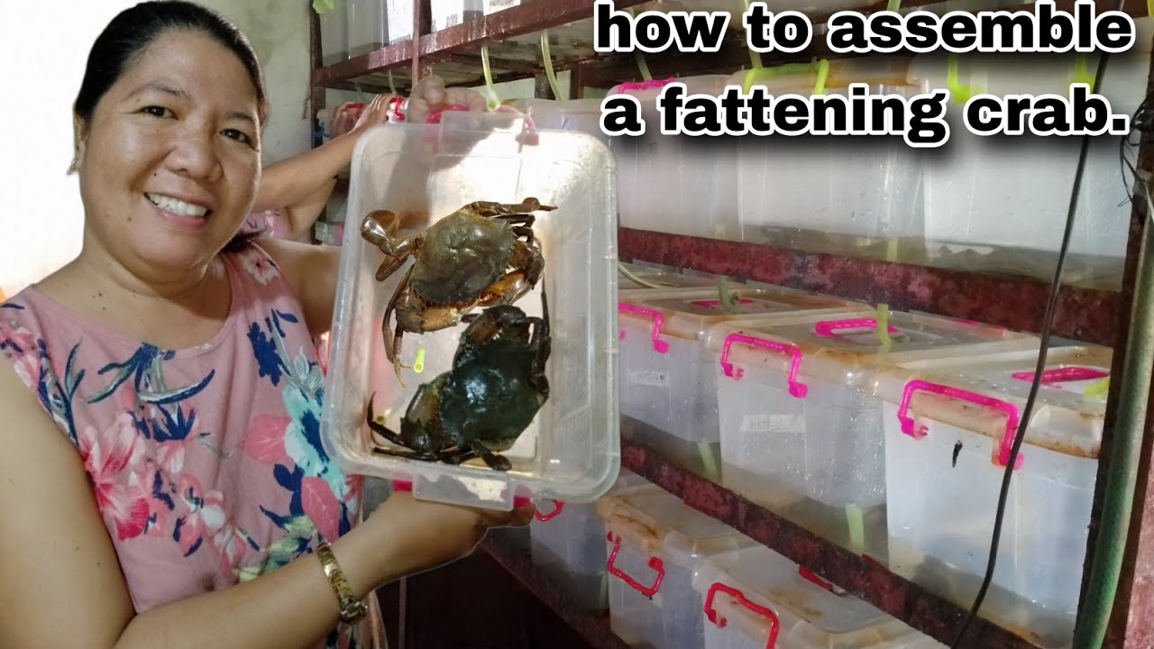Crab fattening ni Vilma fish TV