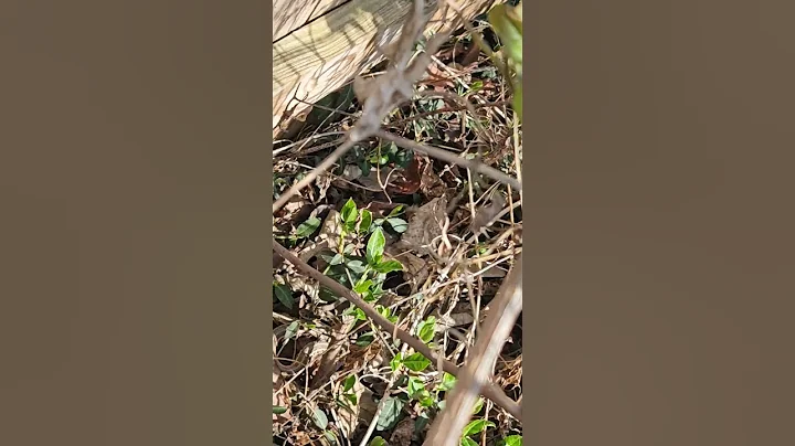 A Lot Of Snakes In My Garden Again This Year. #snake #snakes #garden #gardening