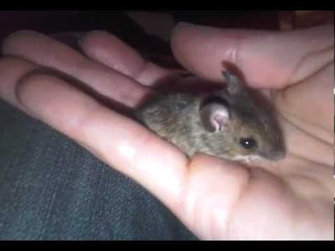 wild mouse as pet