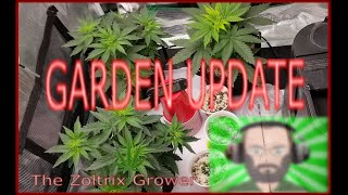 Garden Update | Safety Challenge Met | Growing Under Mars Hydro | TWTGC