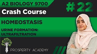 Urine Formation : Ultrafiltration | Homeostasis | 9700 A2 Biology Urdu/Hindi