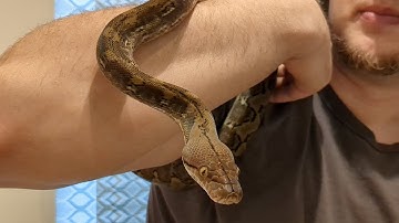 Is Cassie the Super Dwarf Reticulated Python Ready to Breed???