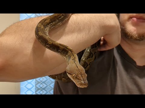 Is Cassie the Super Dwarf Reticulated Python Ready to Breed???
