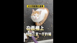 在雨棚上划出三室一厅的猫！ by 和猫住Live With The Cat 7,588 views 11 months ago 1 minute, 22 seconds