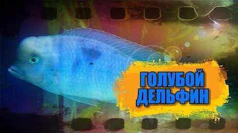 Нерест аквариумной рыбки  голубой дельфин.
