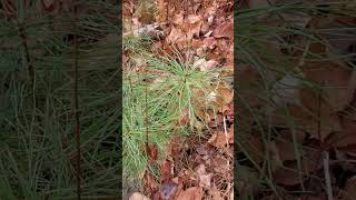 Pine saplings in the woods 110224