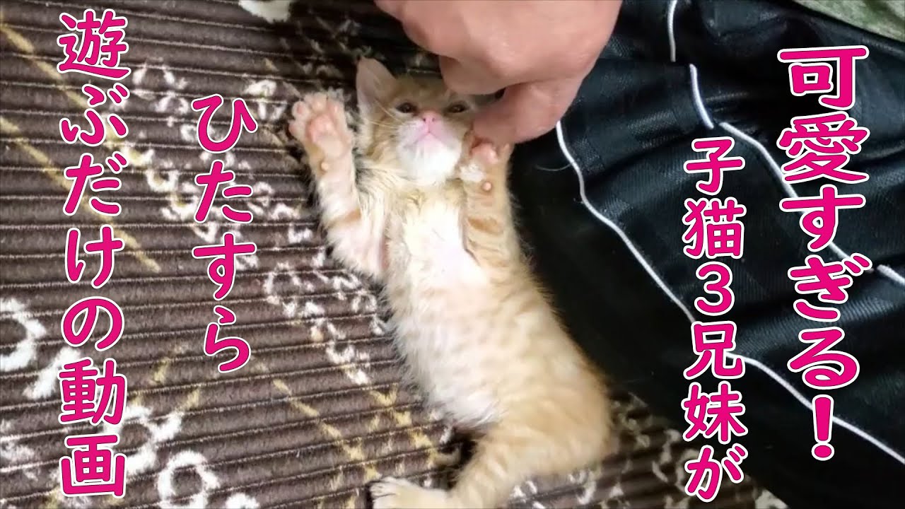 子猫 かわいい こねこ３兄妹の成長日記 遊び編 Youtube