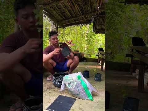 Bismillah. Bantu supportnya temen temen baik #bantusubscribe #subscribe #shorts #like