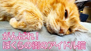 依頼者優先購入　title「睨み猫」 巳巳巳 on X