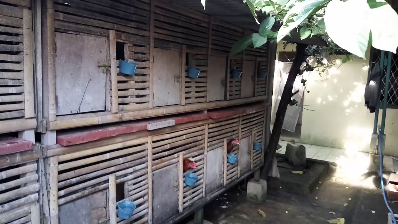 Ternak ayam bangkok 