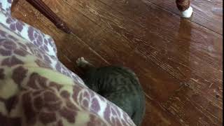 Mylar Crinkle Balls Cat Toys